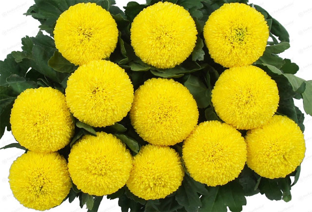 Những loài hoa bày bàn thờ đẹp mang nhiều tài lộc may mắn dịp Tết