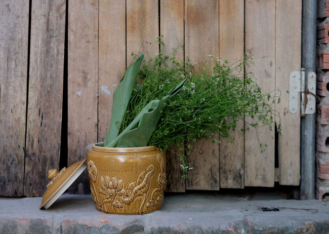 Phong tục tắm lá mùi già vào ngày Tết