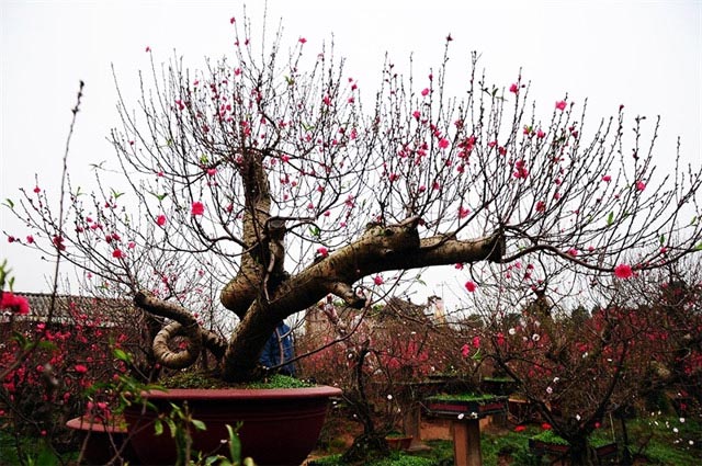 Trồng lại đào sau tết