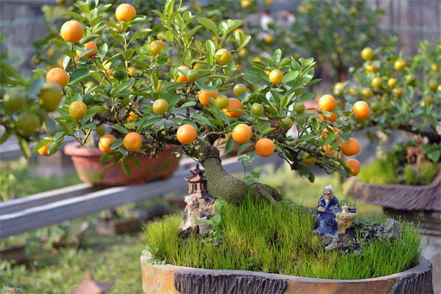 Cách trồng lại quất sau Tết