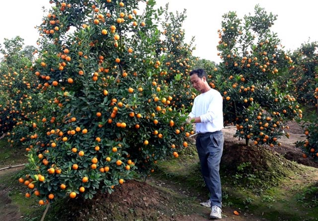 Cách trồng lại cây quất để chơi Tết năm sau