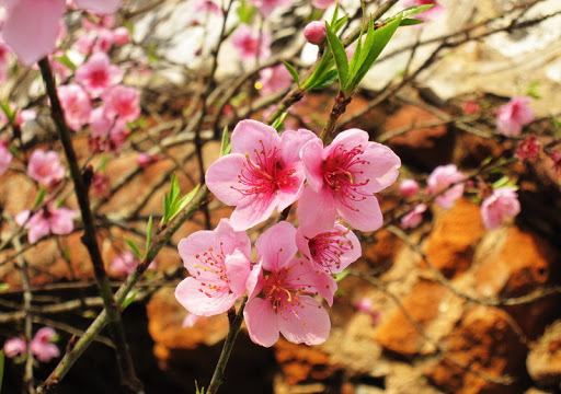 Phân tích khổ 2 vội vàng