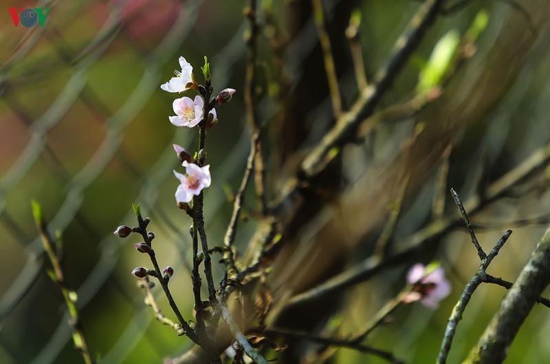 Phân tích khổ 1 bài vội vàng