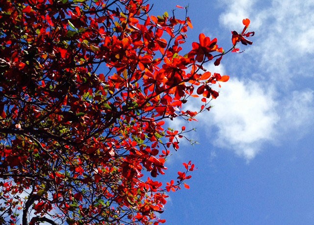 Top 10 bài tả cây bàng trên sân trường em