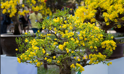 Đoạn văn ngắn về loài hoa em yêu