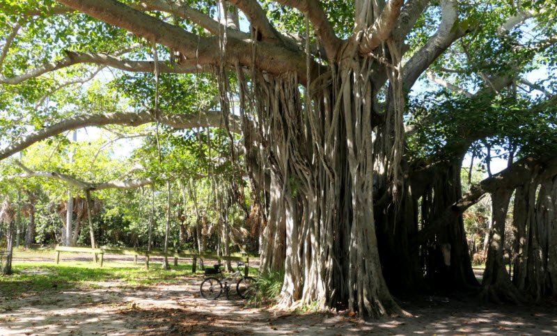 Viết một đoạn văn tả lá thân hay gốc của một cây mà em yêu thích