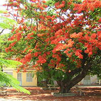 12 mẫu Viết một đoạn văn tả lá thân hay gốc của một cây mà em yêu thích ngắn