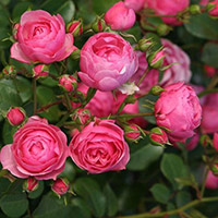 Top 12 Viết một đoạn văn tả một loài hoa hoặc một thứ quả mà em yêu thích lớp 4