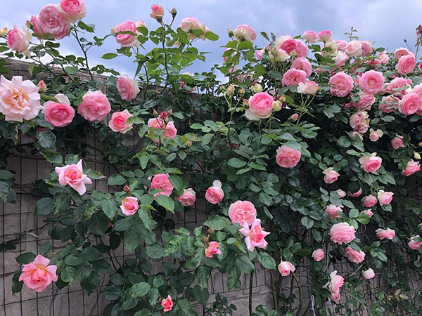 Top 10 bài tả một loài hoa mà em thích