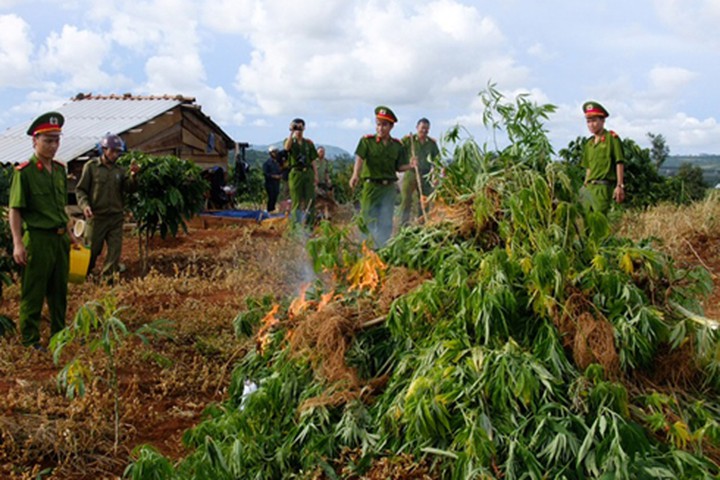 Trồng cây anh túc có bị xử phạt?