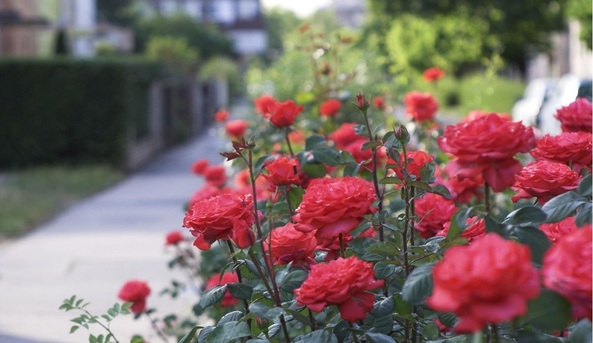 Hãy viết một đoạn văn nói về lợi ích của một loài cây mà em biết