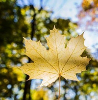 Những bài thơ hay về mùa hè 2025