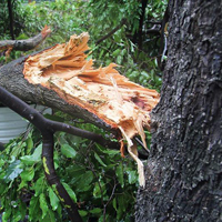 Lợi dụng quyền hạn chiếm cây xanh của nhà nước có bị xử phạt?