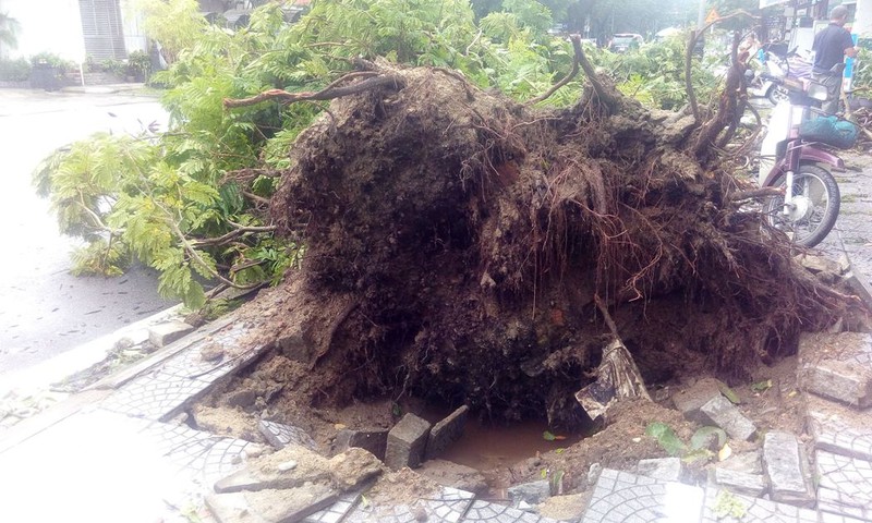 Lợi dụng quyền hạn chiếm cây của nhà nước có bị xử phạt?