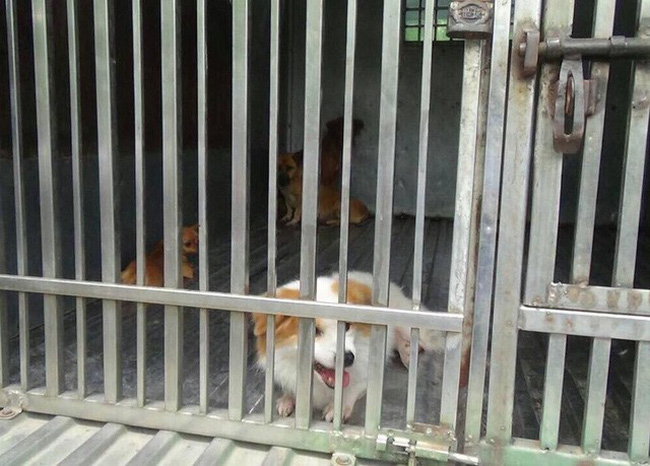 Đánh đập hành hạ vật nuôi bị xử phạt như thế nào?