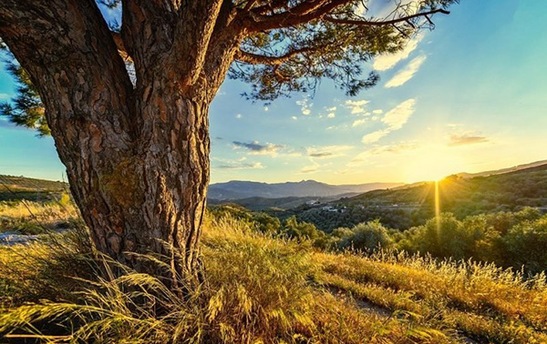 Cảm nhận 2 khổ đầu bài Từ ấy