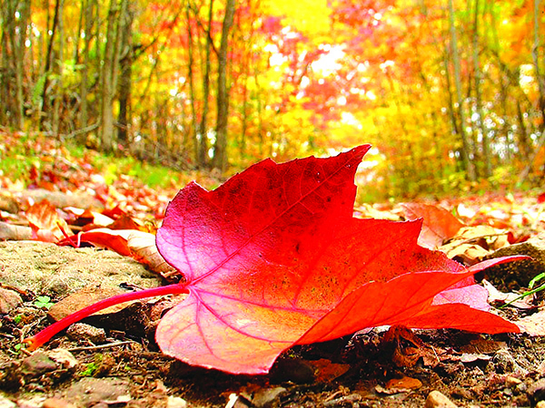 Phân tích khổ đầu bài sang thu