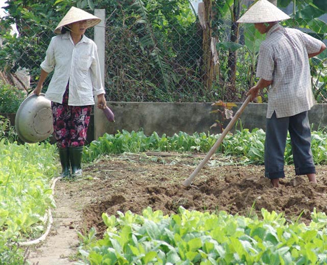 Đất rau xanh có làm được sổ đỏ không?