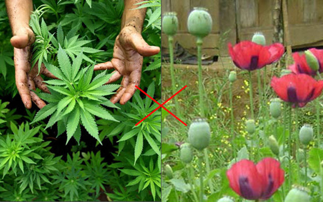 Trồng cần sa, anh túc trái phép phạt thế nào?