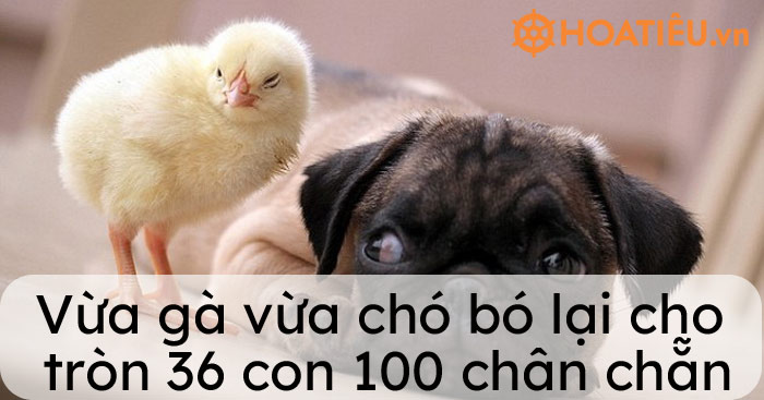 Vừa gà vừa chó bó lại cho tròn 36 con 100 chân chẵn