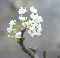 Cách làm lễ cúng Thanh Minh 2025