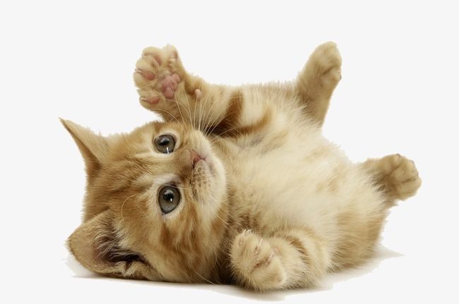 Tả con vật nuôi trong nhà lớp 4