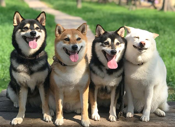 Tả một con vật nuôi trong gia đình em 