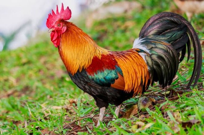 Tả một con vật nuôi trong nhà