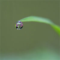 Giải thích sự tạo thành giọt nước đọng trên lá cây vào ban đêm