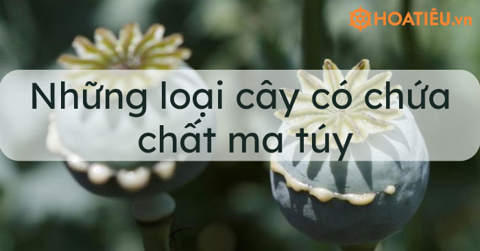 Những loại cây có chứa chất ma túy 2024 - Những loại cây được xem là ma túy