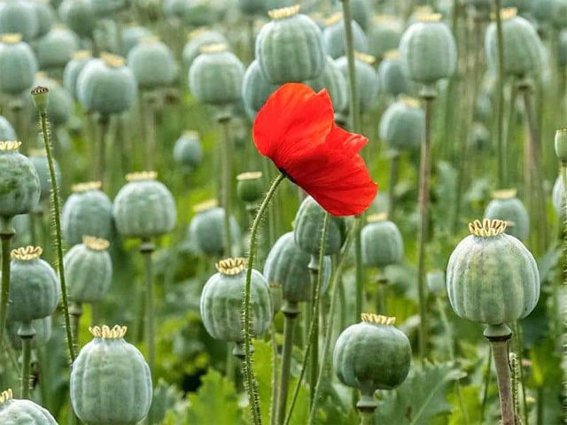 Những loại cây có chứa chất ma túy