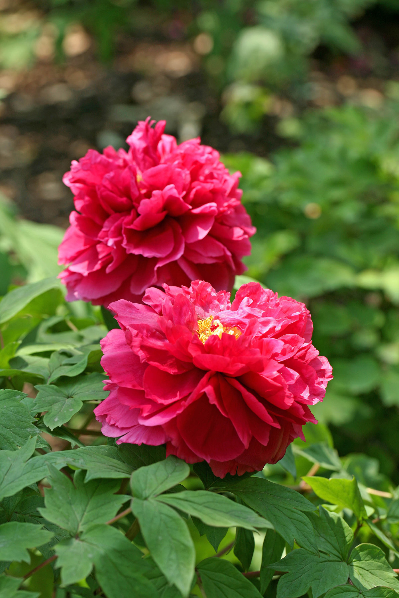 Tuyển tập hình nền hoa mẫu đơn đẹp nhất