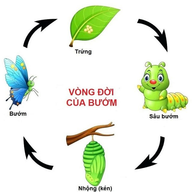 Sơ đồ chu trình sinh sản của bướm