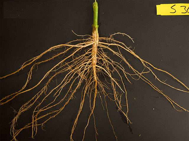 Cây có rễ hút được hơi nước và các chất khoáng trong không khí không?