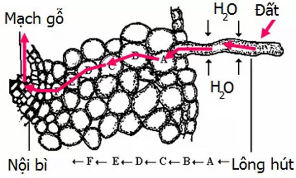 Cơ chế hấp thụ hơi nước của rễ cây