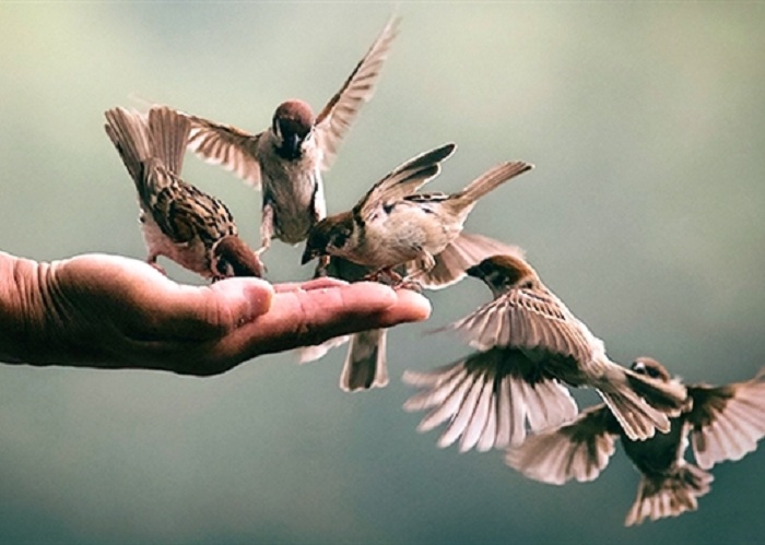 Nghị luận về đức tính giản dị