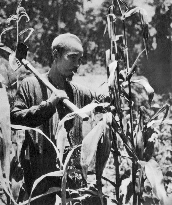 Ảnh Hồ Chí Minh làm ruộng