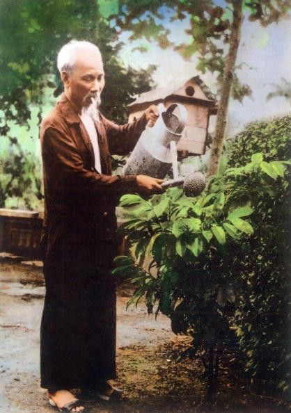 Hình ảnh Bác Hồ chăm sóc cây cối