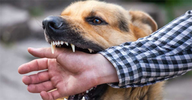 Chó cắn chết người chủ bị tội gì?