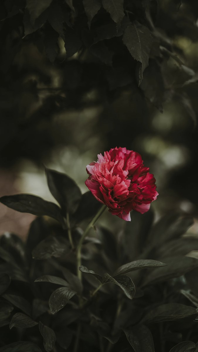 Hình nền hoa mẫu đơn đẹp nhất