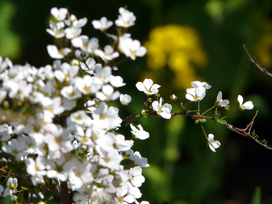 Stt hay về tháng 7