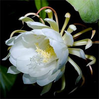 Đàm hoa nhất hiện là tên gọi khác của loài hoa nào?