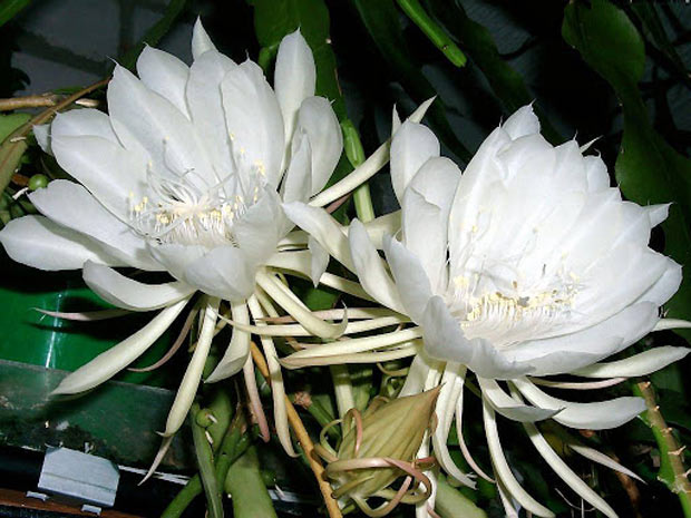 Đàm hoa nhất hiện là tên gọi khác của loài hoa nào?