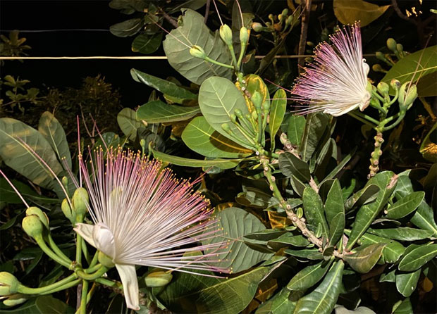 Hoa bàng vuông Trường Sa