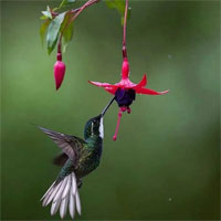 Loài chim nào có thể bay lùi?