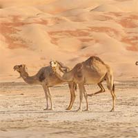 Lạc đà dự trữ nước ở đâu?