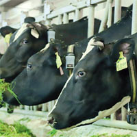 Tại sao phải đưa chăn nuôi thành ngành sản xuất chính?