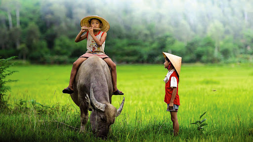 Thuyết minh con trâu