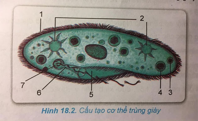 Trùng giày có hình dạng thế nào?