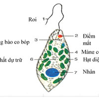 Trùng roi có hình dạng thế nào?